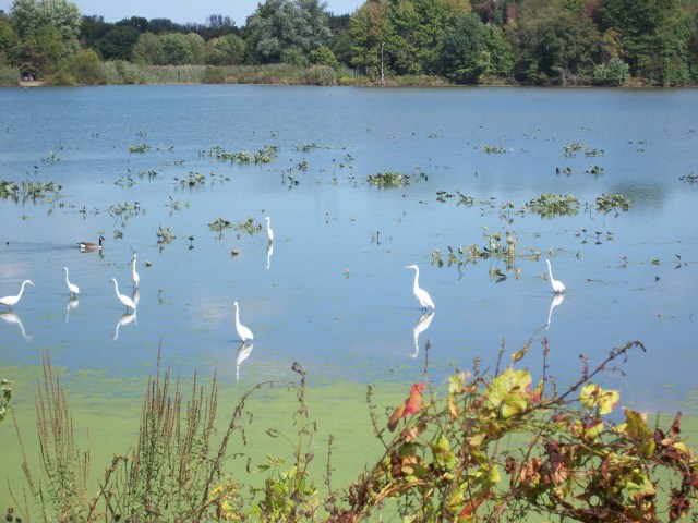 John Heinz nature refuge