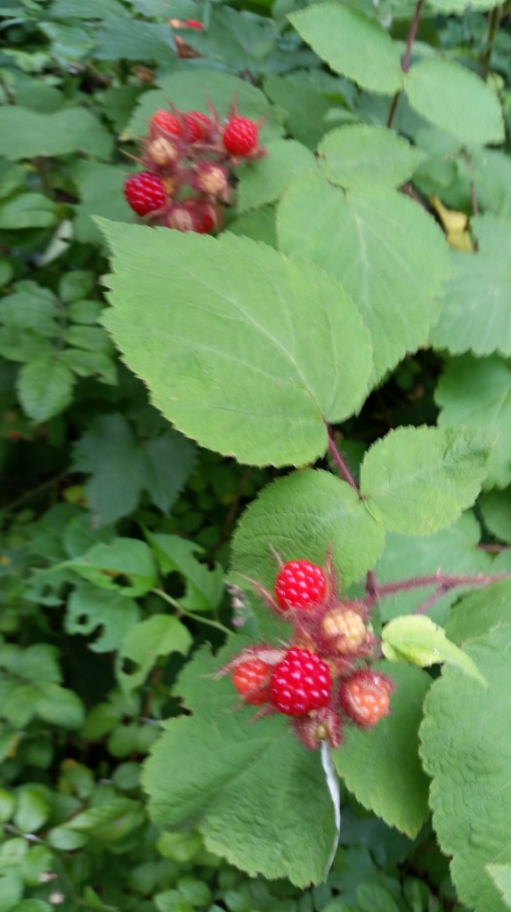 roadside berries2