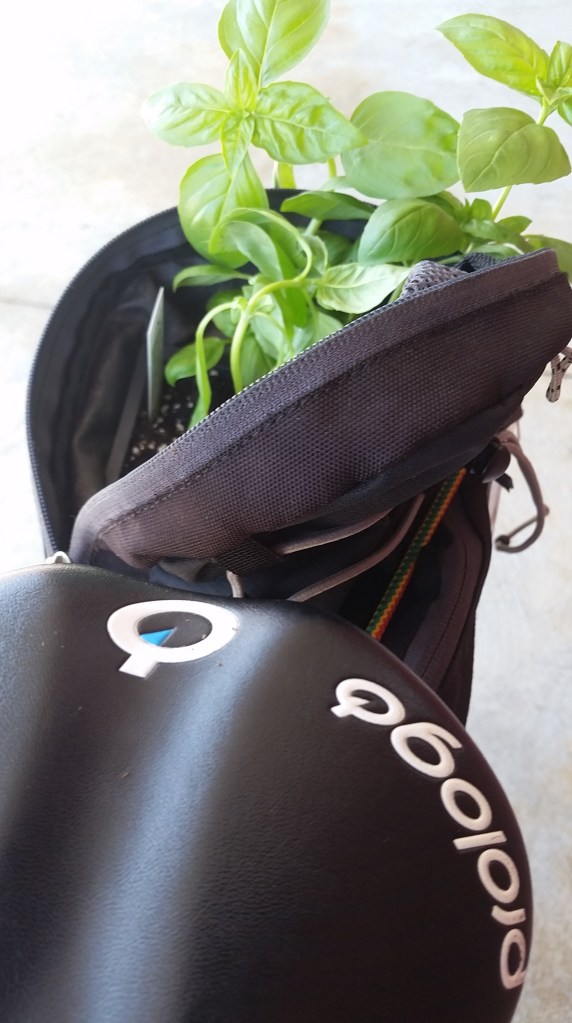 bike and basil