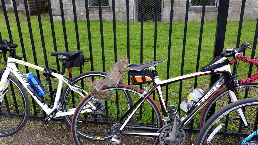squirrel on bike