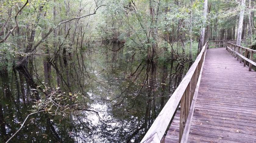 ecg-moores-creek-swamp