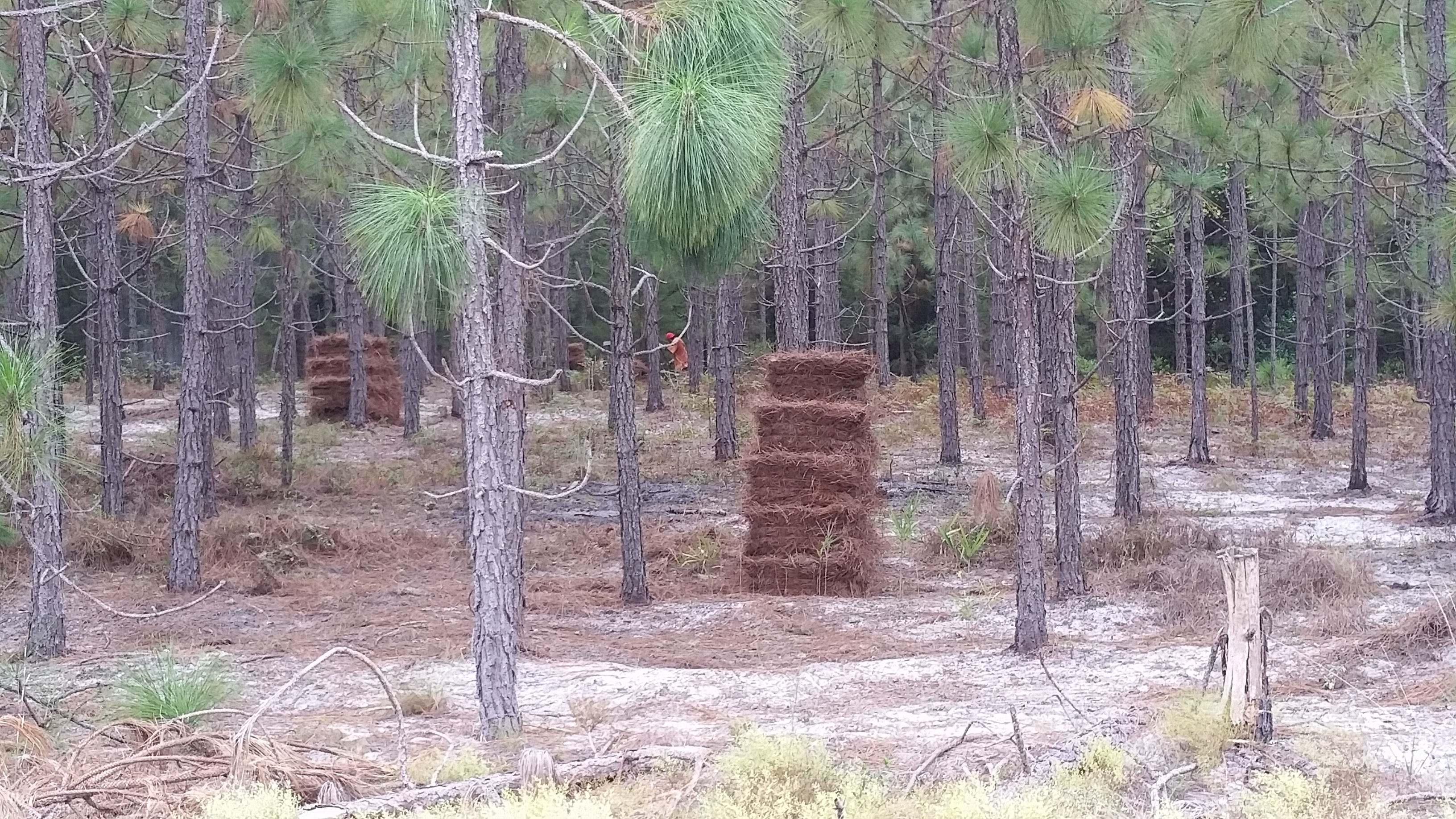 Bales of pine-needle mulch, spotted from the road