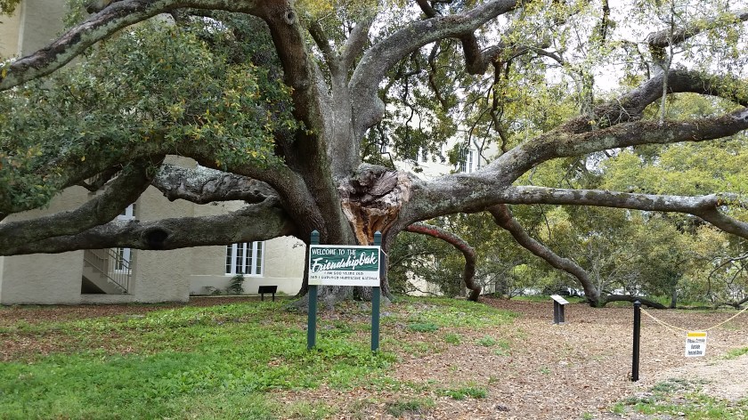 friendship oak.jpg